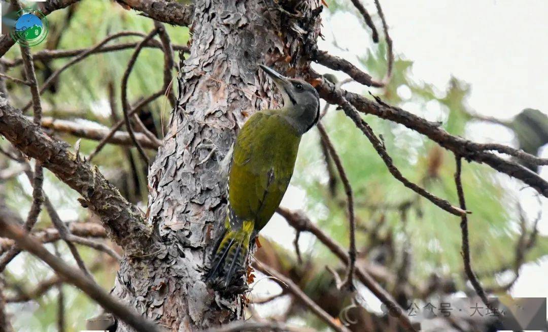 全国近一半的啄木鸟种类在无量山都有分布