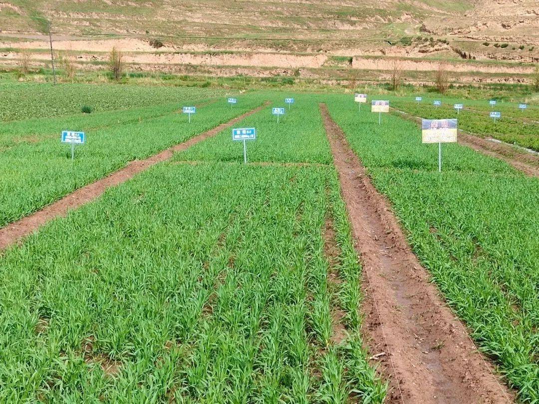 【新春走基层】卓尼:藏王故里 藏药飘香_中藏_药材