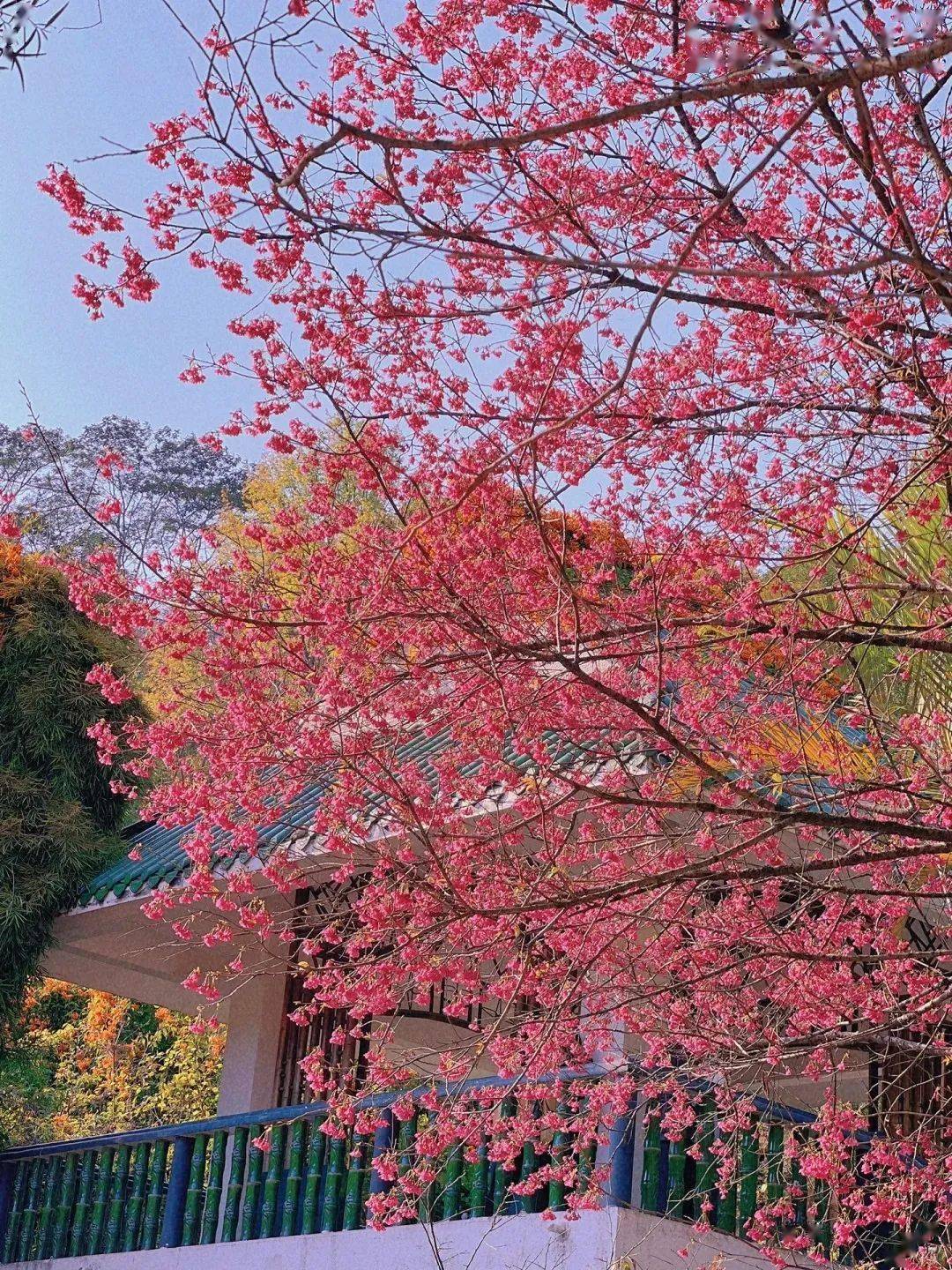 龙海樱花谷,开春粉色的限定浪漫→_漳州_文旅_是一种