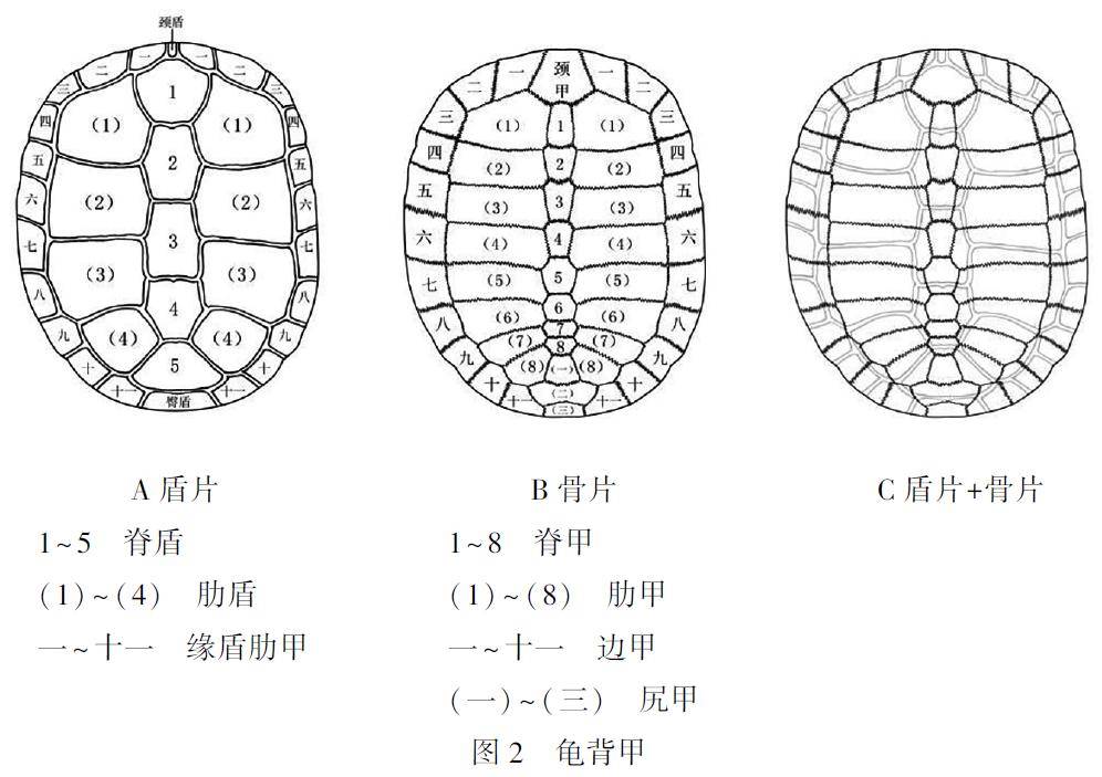 甲虫身体结构图片