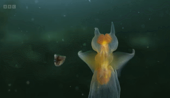 8自然纪录片天花板!时隔7年再回归,一定要趁带!