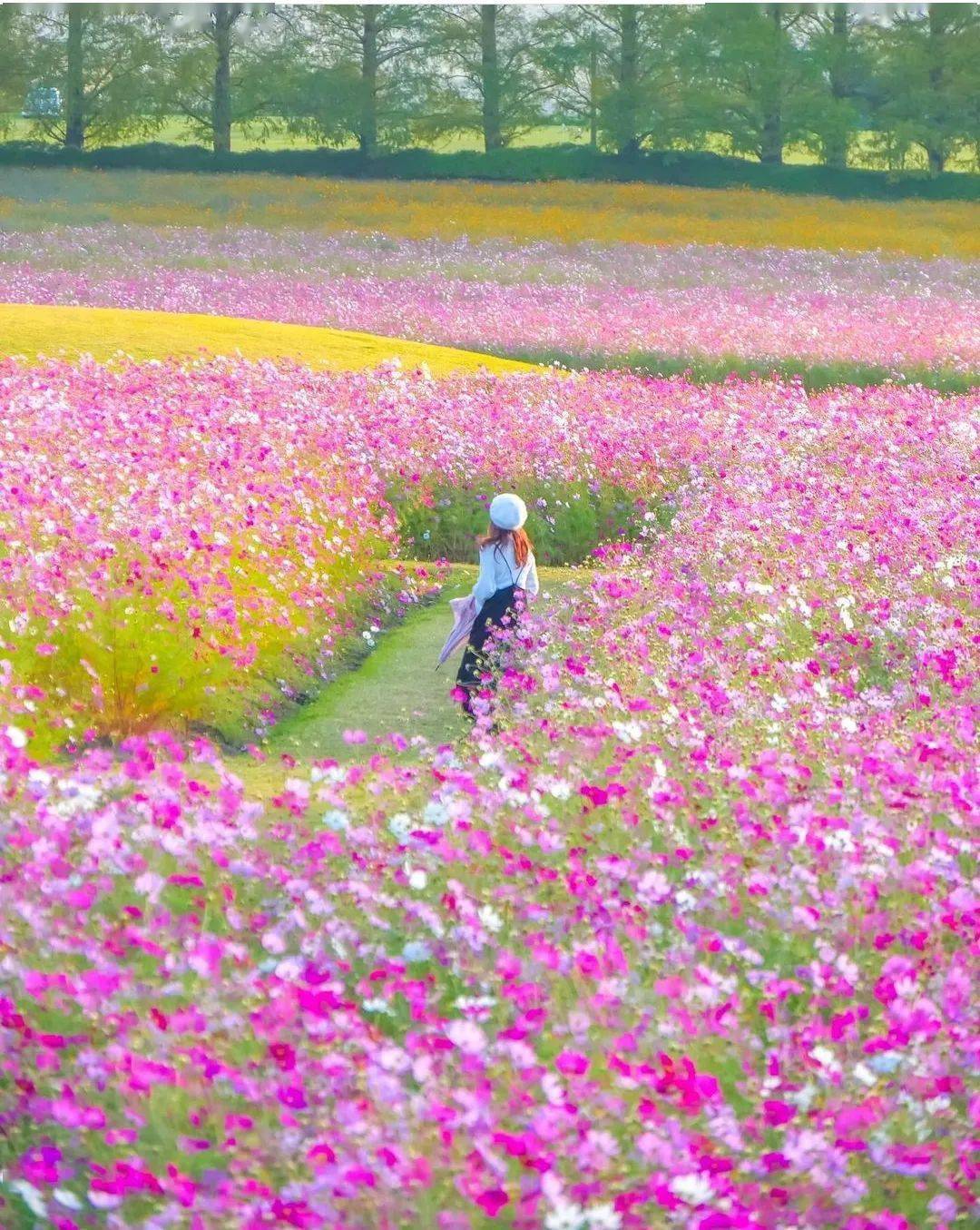 花海春光,美人美景_photo_by_行间