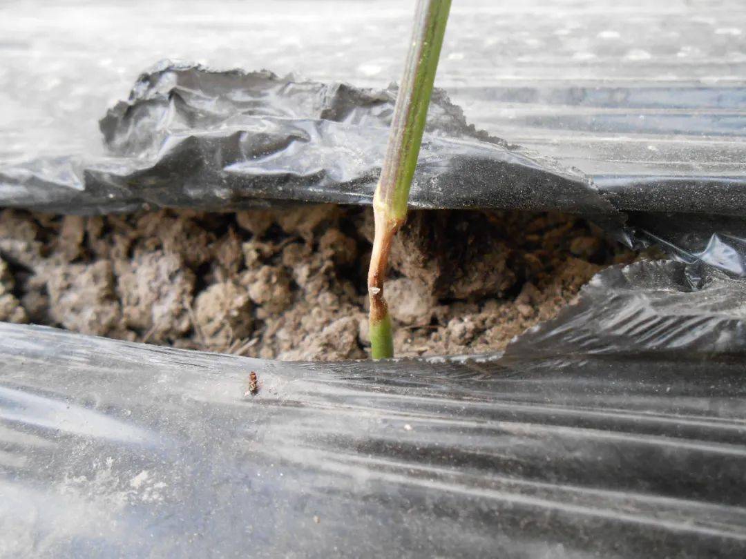 18个辣椒种植难题解析汇总,现学现用!_防治_分析_发病