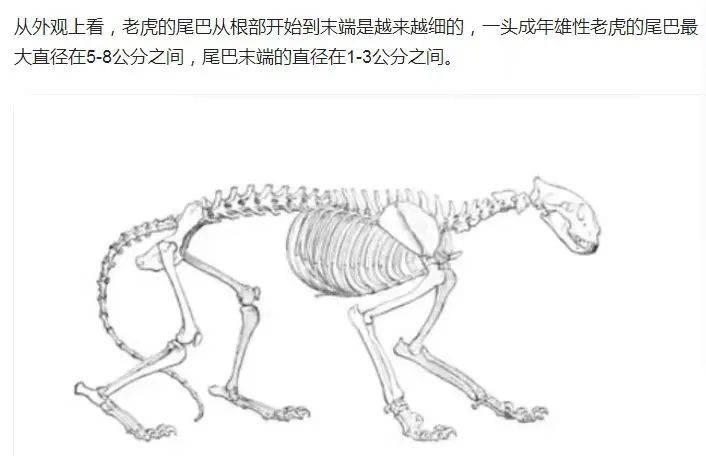 尾巴长度超过了身体的1/3,尾巴布满了黑色的大斑块尾巴对于猫科动物来