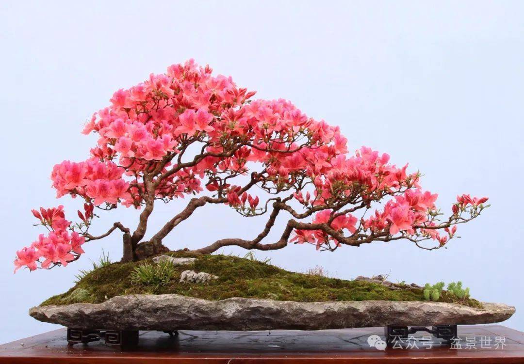 2百年映山红树桩盆景图片