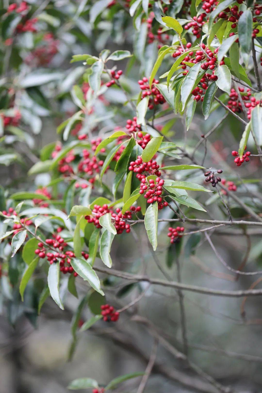冬青扁担杆从这两地的檫木来看,阴雨的下周末,应该是檫木的最佳观赏期