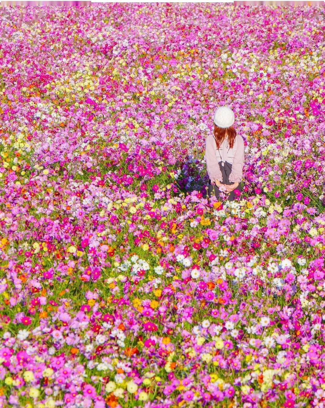 花海春光,美人美景_photo_by_行间