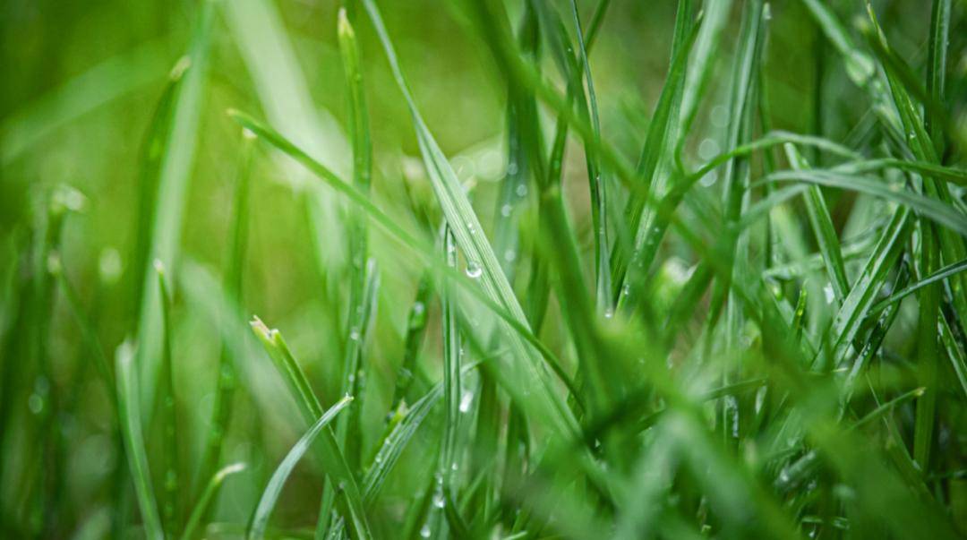 古诗词中的春雨_唐代_桃花_苏轼