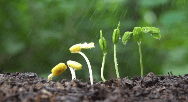 春雨贵如油"有句话这样说但却是知时节的"好雨"初春的雨虽小"天街小雨