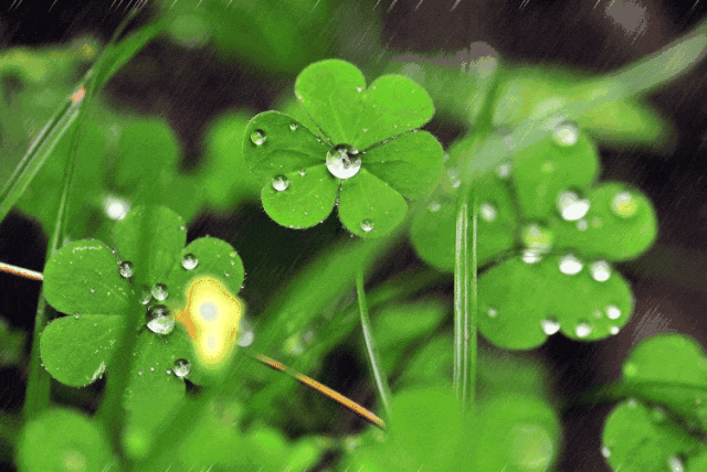在雨水节气之后,随着降雨有所增多,寒湿之邪最易困着脾脏.