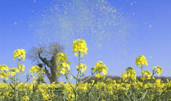 平安上应丨 花粉过敏防范指南