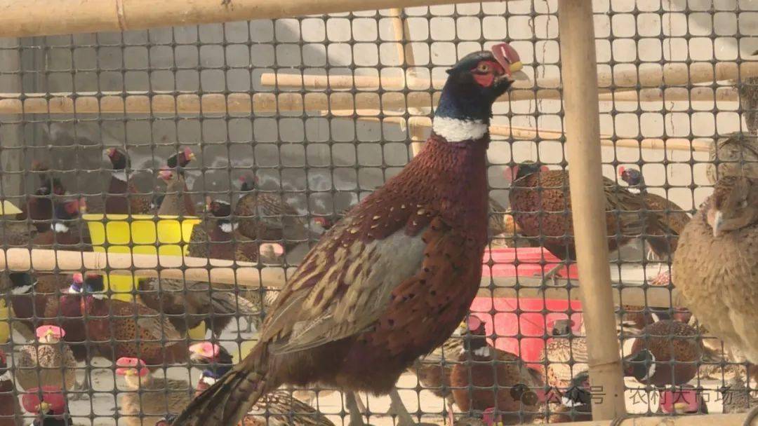 雉鸡又名野鸡,七彩山鸡等,集肉用,观赏和药用于一身的名贵野味珍禽,被