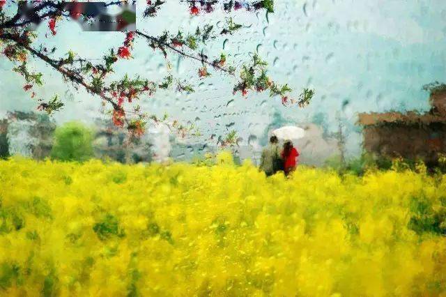 春雨像落葉一樣輕輕的落在地上_春雨像輕紗一樣輕輕地落到地上_春雨像什么一樣輕輕地落到地上