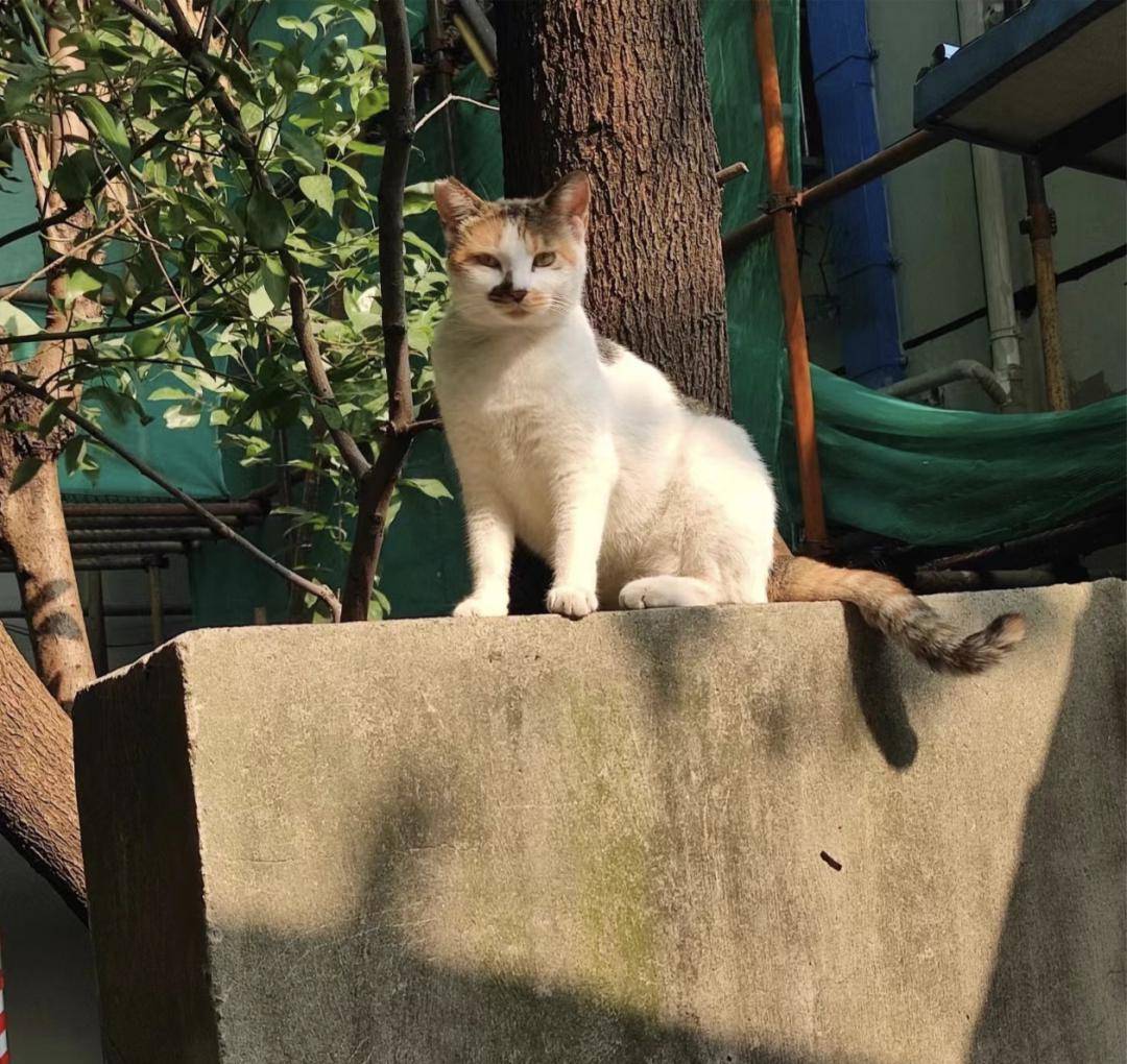 只要猫还在安静的睡觉,这世界就不会太糟_阿咪_人类_黎戈