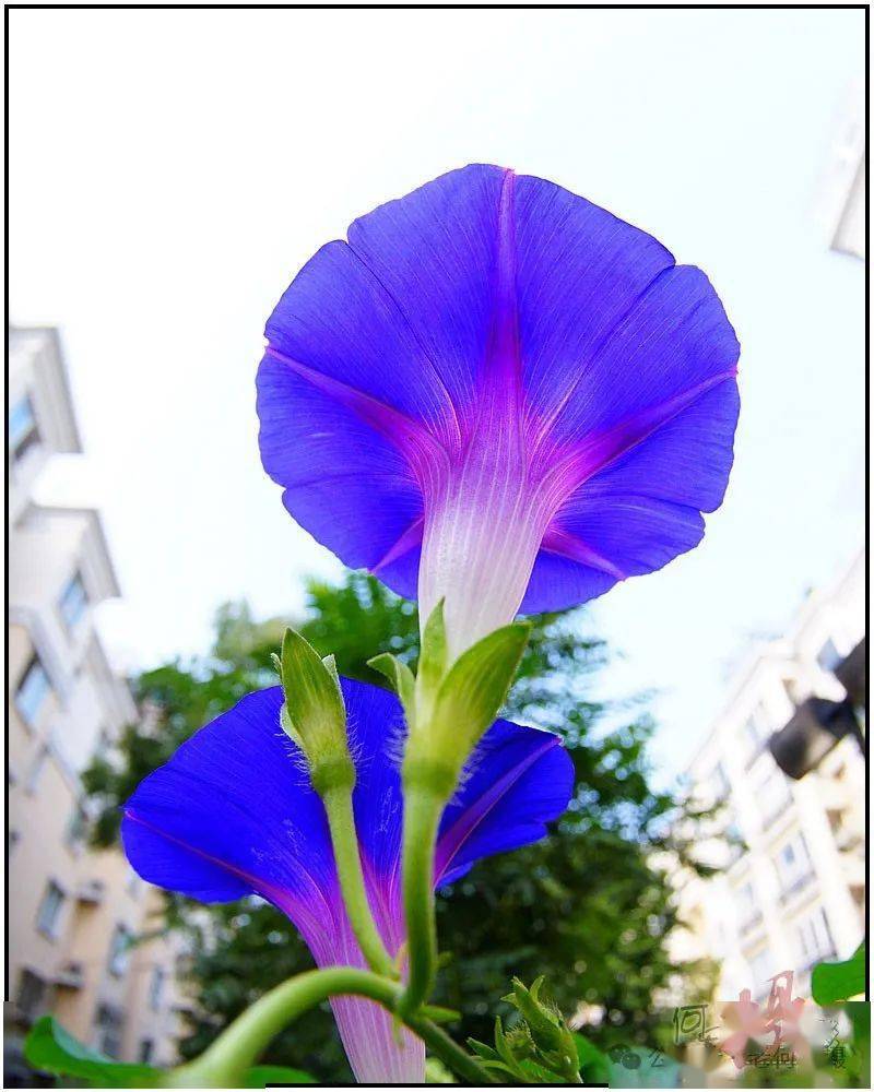 图集 散射光花草