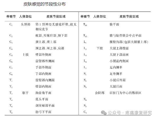 感觉神经节段分布图图片