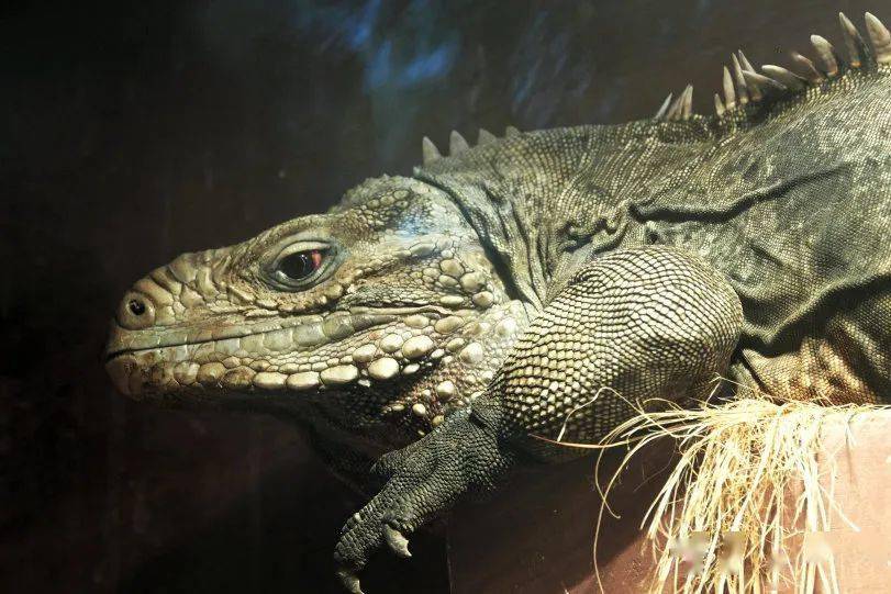 龙年说龙 | 动物园里的四脚游"龙" ②_蜥蜴_鳞片_有毒