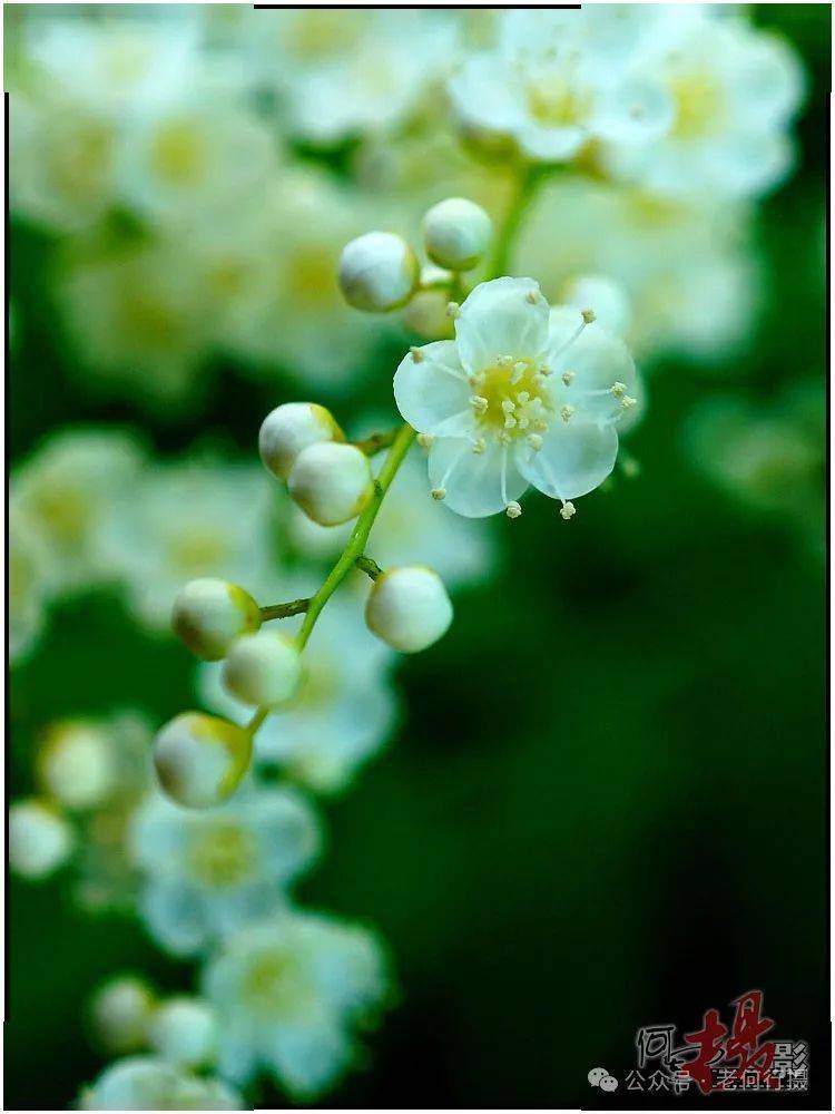 图集 散射光花草