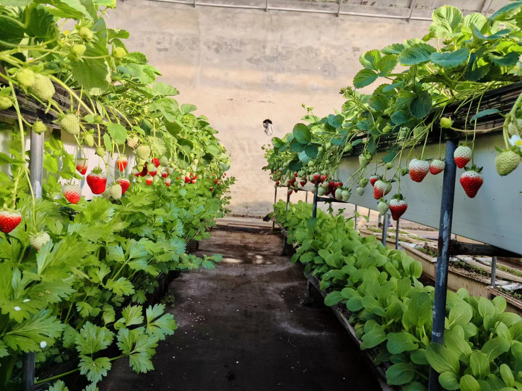 作为农业经营新主体,北京鑫城缘果品专业合作社以"合作社 农户"的种植