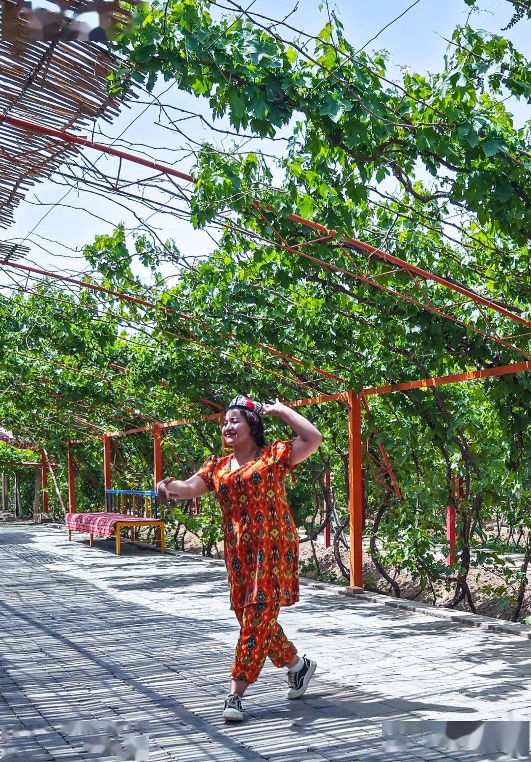 新疆:维族人家葡萄园_吐鲁番_游客_摄影