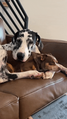 小狗_小奶_体型