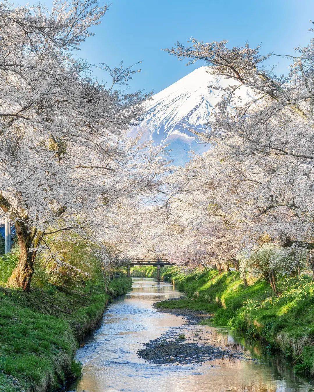 日本樱花预测2024!花季时间出炉啦!