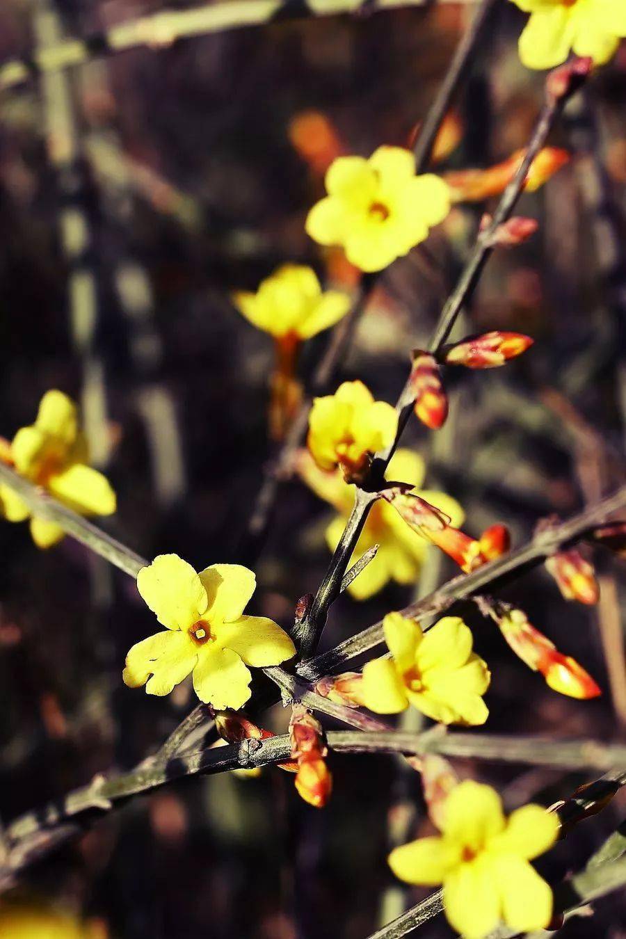 为问名园最深处,不知迎得几多春_春花_迎春_东风