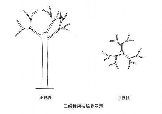 冬修正当时,上海的悬铃木都有这些造型
