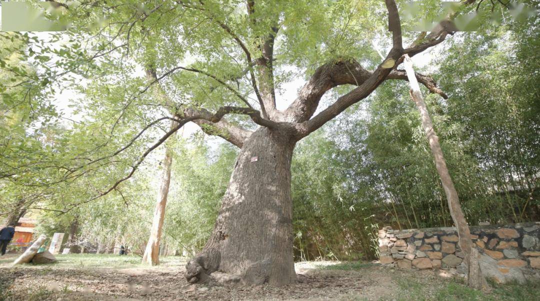 《镇"淀"之宝》丨曹雪芹纪念馆——寄情风物,著书