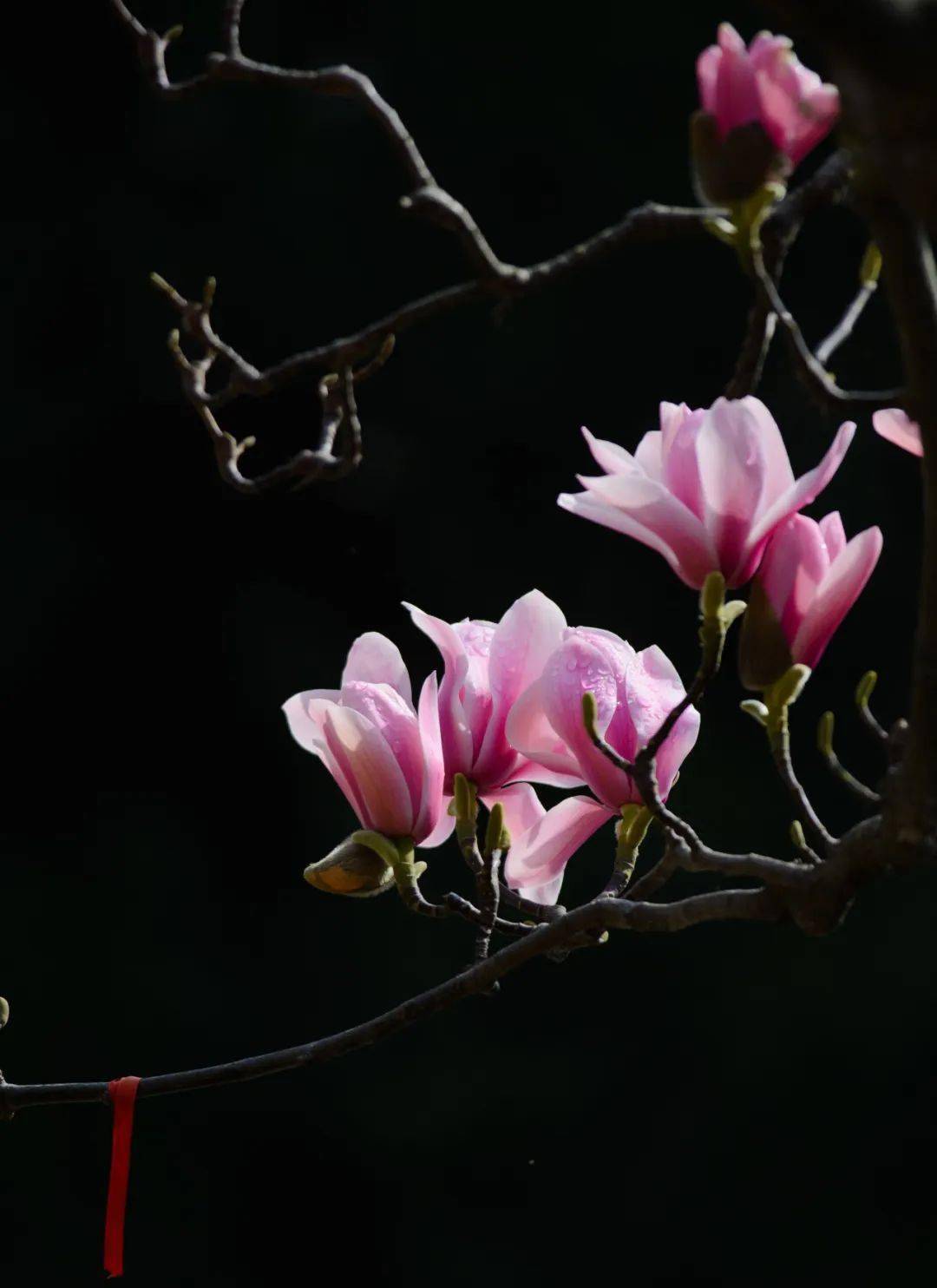 半旱生花卉图片