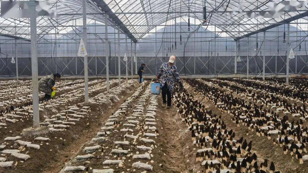 【富裕姚圩】新年"第一鲜",这里的羊肚菌今天开采啦!_种植_大棚_村民