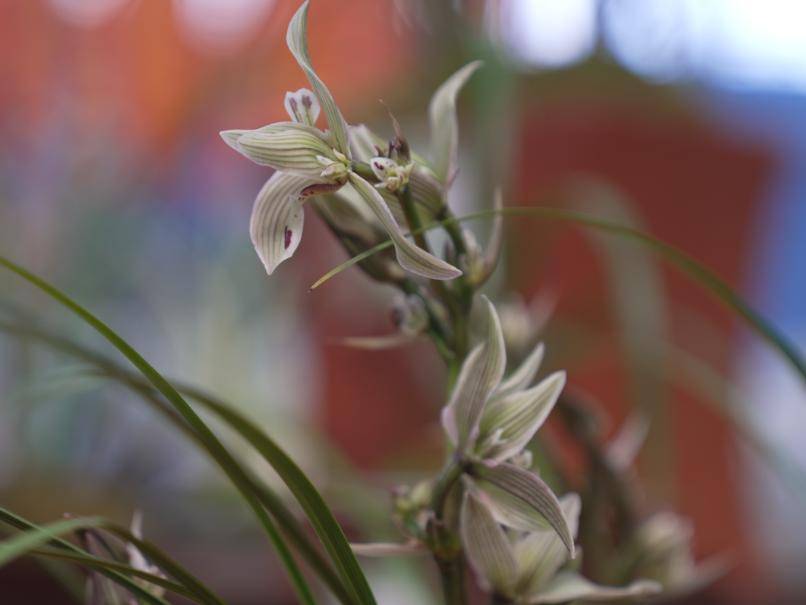 春日盛会,2024中国(大理)第十四届国际兰花茶花博览会今日开幕!