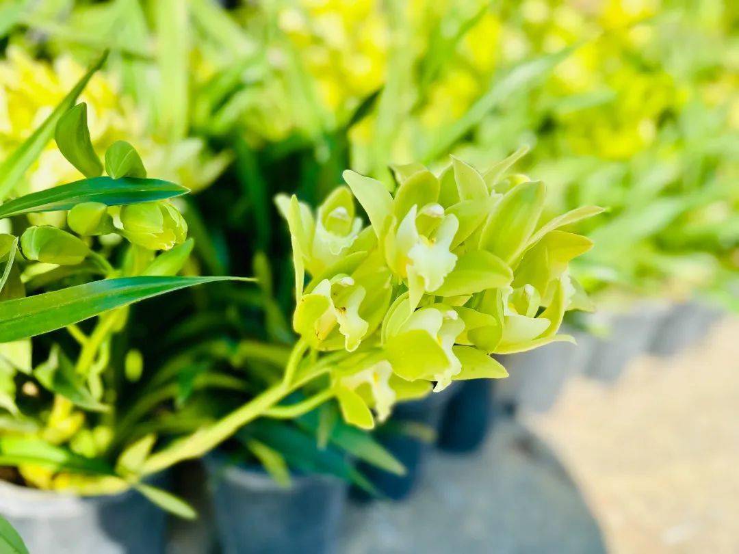 春日盛会,2024中国(大理)第十四届国际兰花茶花博览会今日开幕!