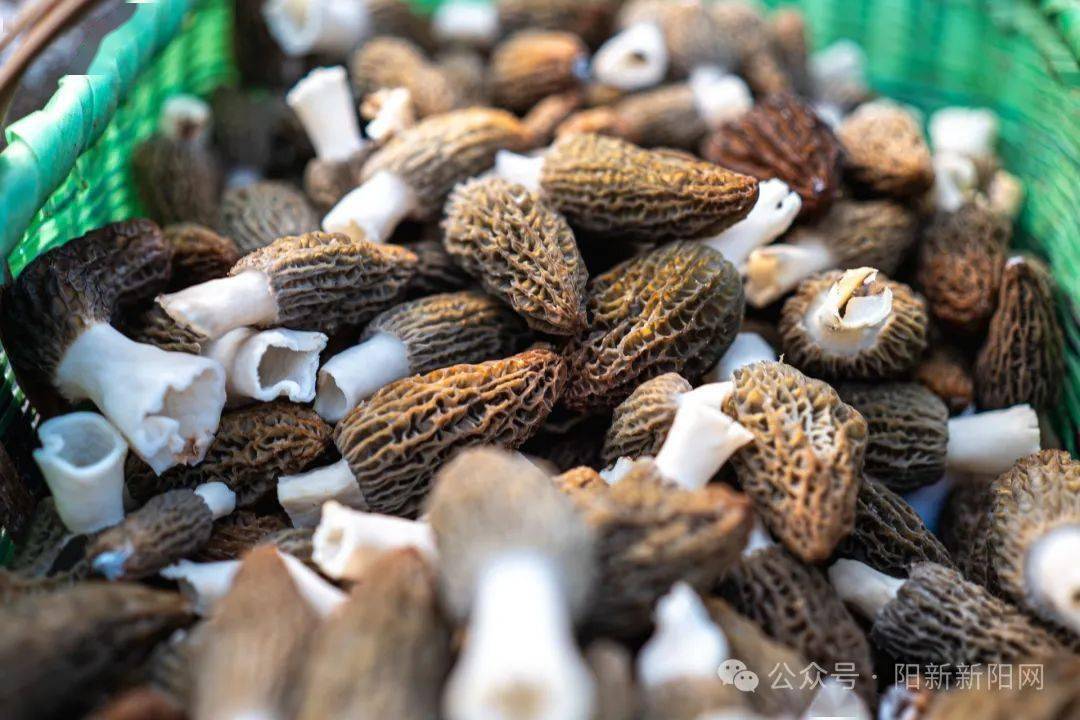 【新春走基层】雨水至万物生 阳新羊肚菌即将新鲜上市_程贤幸_大棚