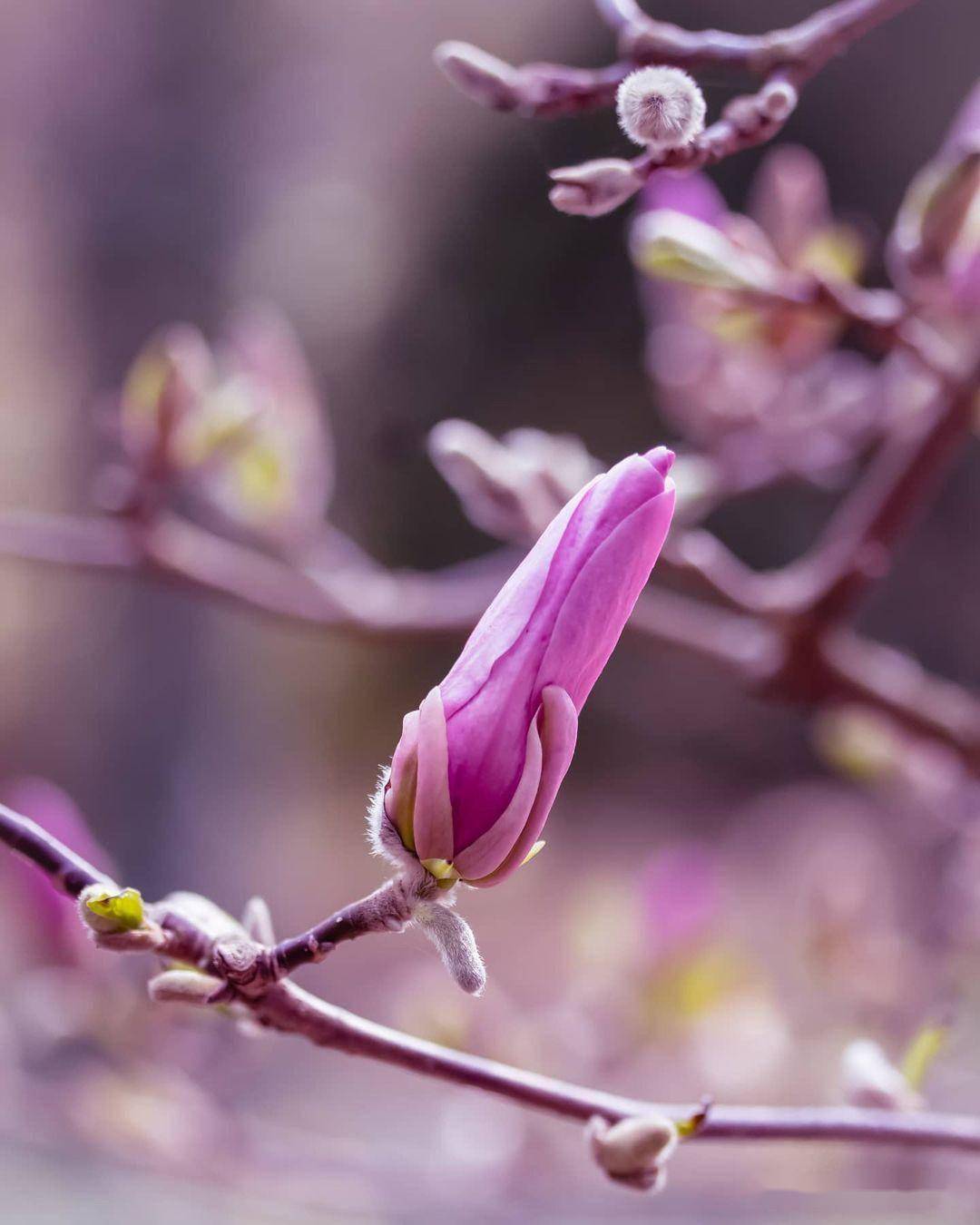 纯黑背景玉兰花,用手机咋拍摄,还有哪些实用的玉兰花摄影技巧_照片