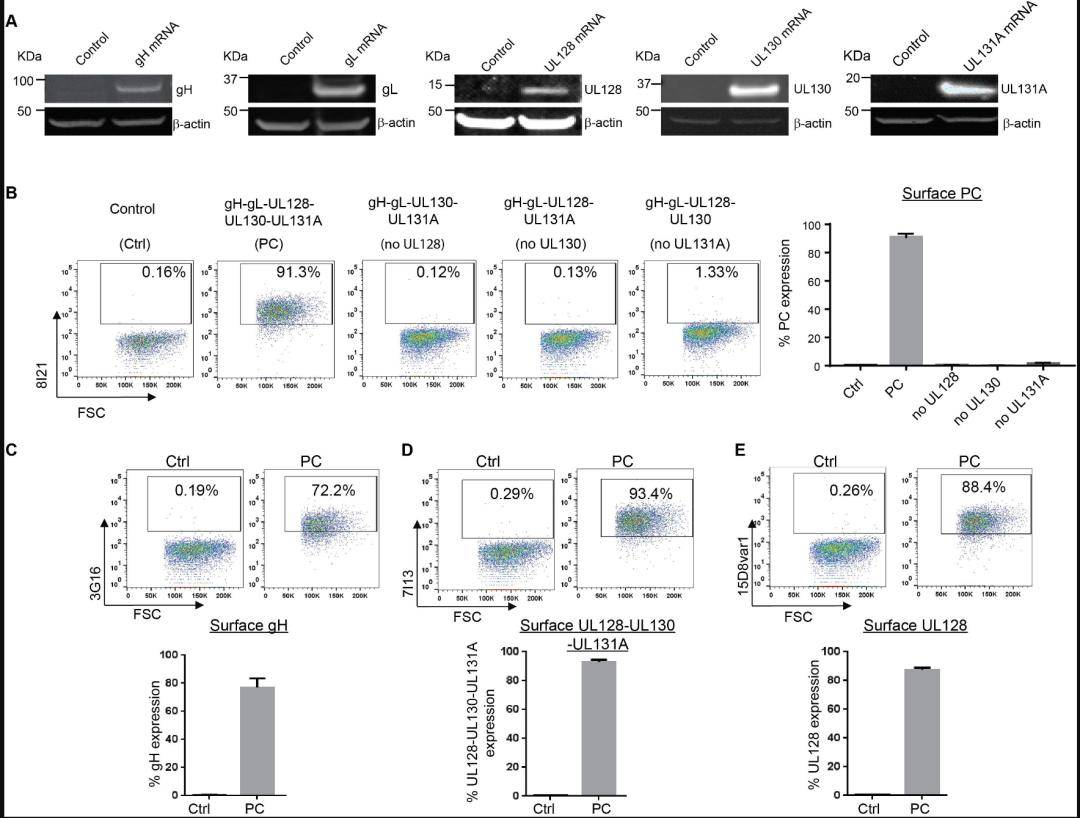 抗体_复合物_免疫