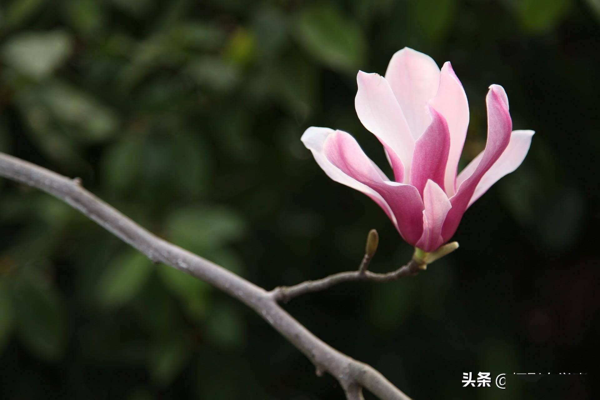 纯黑背景玉兰花,用手机咋拍摄,还有哪些实用的玉兰花摄影技巧_照片