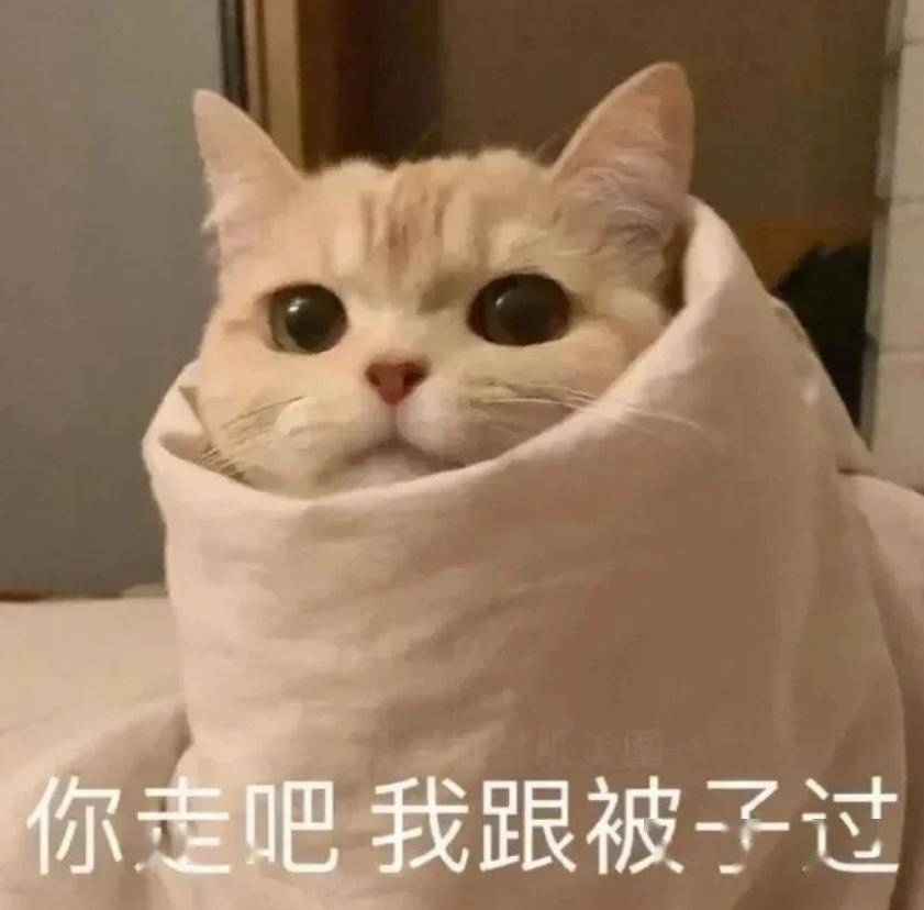 学习中,勿扰丨第922期喵表情包_侵权_网络_图片