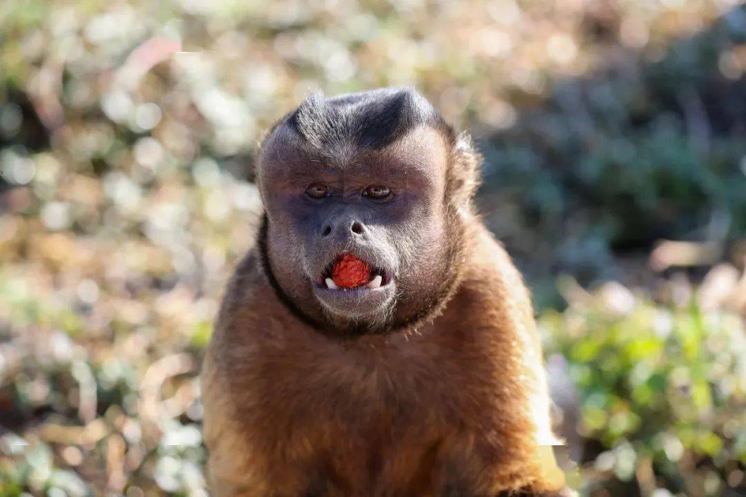 猴腮脸的长相图片