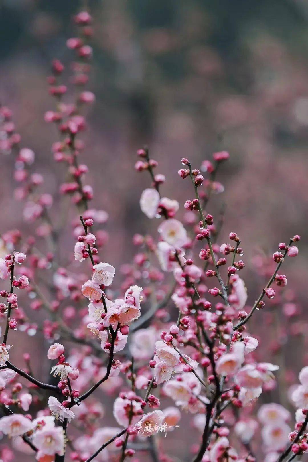 不是吧,无锡的梅花已经开成这样了!