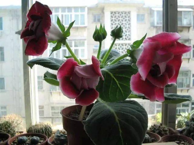 扶郎花报春花文心兰月季景天月季花杜鹃花桃花桂花梅花樱花水仙沙漠