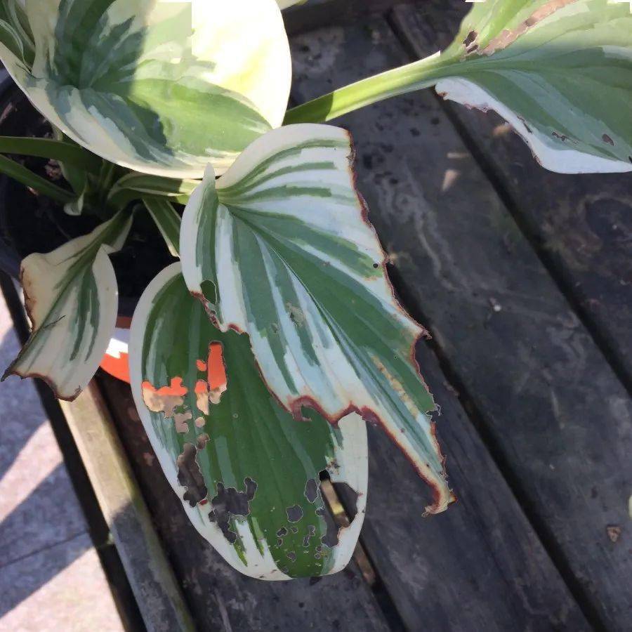 如:初霜,蓝天使,恩典等·用药推荐:千百季四聚乙醛颗粒,施奇禾恋玉簪