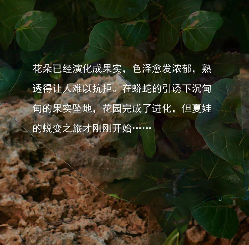 dvf | 夏娃颂_版权_先天下_品牌