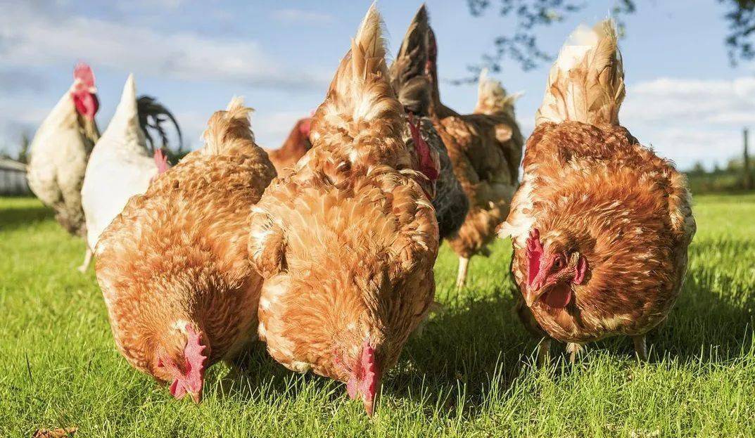 禽群的易感性和疫源地_病原体_自然_免疫