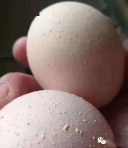 壳蛋白壳蛋开始增多,鸡也没什么特别明显的症状,就是白色粪便开始增多