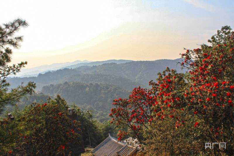 云南秀色|到南华赴一场五彩的早春之约_蓝色_马缨花_粉色