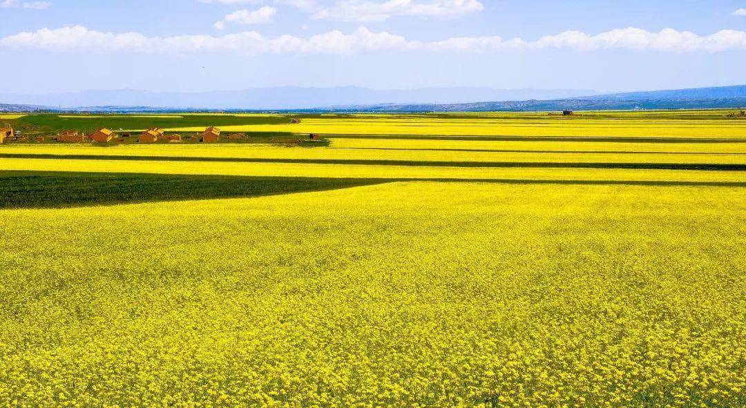 进入7月,漫山遍野的油菜花竞相绽放,宛如给大地铺上一块巨幅金色"地毯