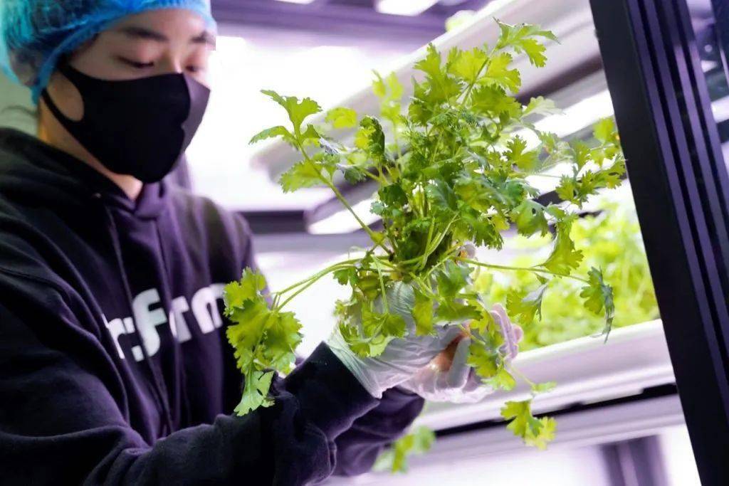 左起:erez galonska(infarm 首席执行官),takako tsutsumiguchi(k