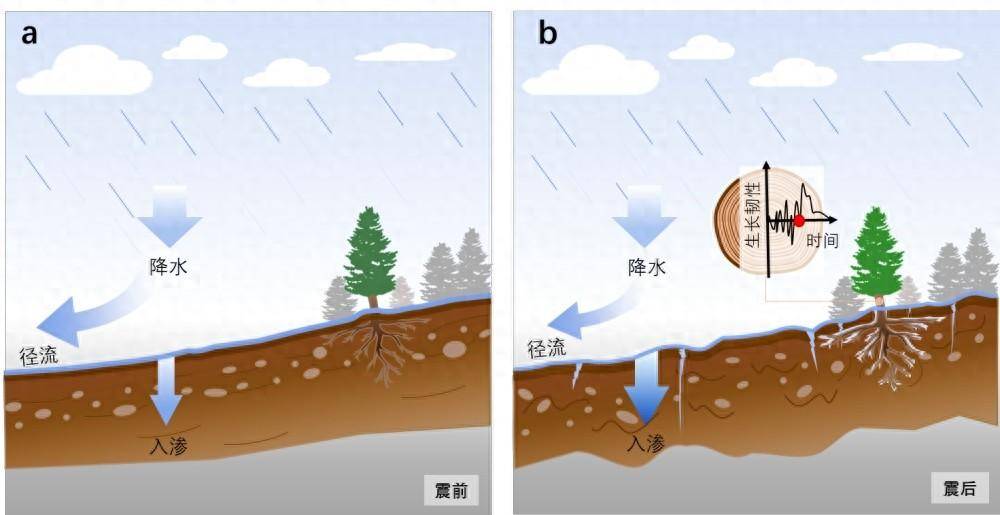 科学家揭示地震如何影响树木生长