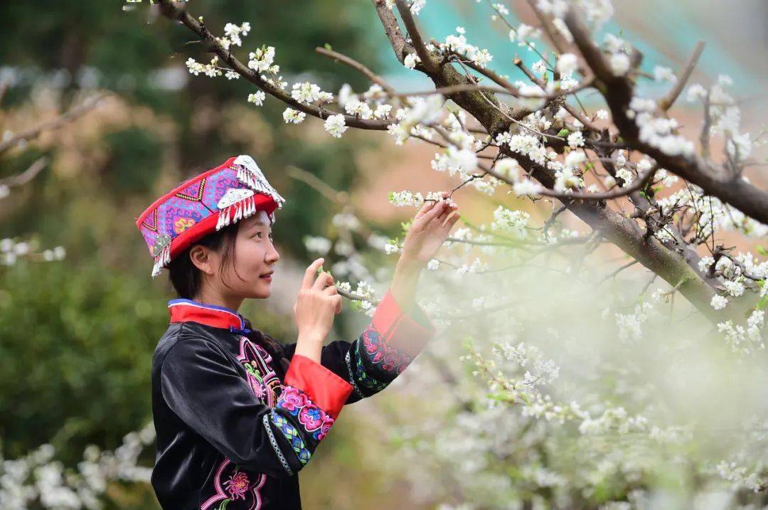 李子花开美如画 踏青赏花正当时_会昌县_产业_游客